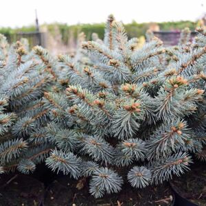 Picea pungens (Glauca Group) 'Globosa' ---